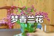 养花宝典（打造美丽花园的必备技巧）