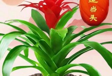 揭秘鸿运当头植物之谜（探究鸿运当头的物种分类及神奇功效）