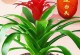 揭秘鸿运当头植物之谜（探究鸿运当头的物种分类及神奇功效）