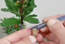 蟹爪兰嫁接技巧及注意事项（掌握嫁接技巧让蟹爪兰生长更健康）
