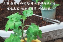 正确换盆是让菊花健康成长的关键（菊花换盆时间和方法详解，让你成为花盆小能手）