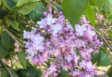 丁香的种植与养护（从种子到花朵，教你如何成功种植丁香）
