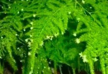 冬季文竹施肥的注意事项（合理施肥提高冬季文竹的生长状况）