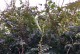 以凌霄花果实如何播种（探索凌霄花果实播种方法，助力花卉爱好者成功栽培）