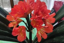 以君子兰怎么养让它春节开花（打造繁花绽放的君子兰花盆，让春节更加热闹喜庆）