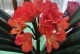 以君子兰怎么养让它春节开花（打造繁花绽放的君子兰花盆，让春节更加热闹喜庆）