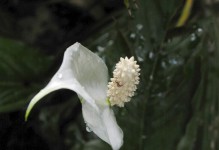 白鹤芋的开花时间及特点（探究白鹤芋开花的奥秘，揭秘它的花期和特点）