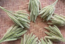 狗尾草的花语——真挚友谊（探究狗尾草的花语及其含义）