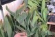 以刚移载的一叶兰怎么养（掌握关键技巧，打造盛放繁花的养花空间）