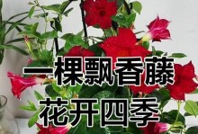 飘香藤花为何频繁掉叶？（解析飘香藤花掉叶的原因及应对方法）