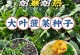 菠菜仔种植指南（从播种到收获，轻松种植自家的菠菜仔）