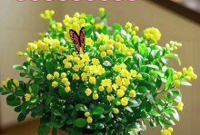 露天种植米兰花的养护指南（如何在户外环境中成功养护米兰花？）