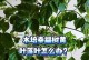 幸福树移栽后落叶怎么处理（有效解决幸福树移栽后落叶问题的方法）