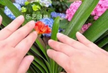 以带花箭君子兰怎么养？（细说带花箭君子兰的养护技巧）