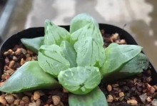 适合种植的沙土植物大全（沙土花园打造，轻松种植不枯萎）
