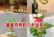 小叶发财树的养护技巧（掌握关键诀窍，打造繁茂健康的小叶发财树）
