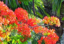 凤凰树是热带植物吗？（探究凤凰树的生态习性与分布情况）