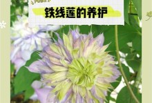如何正确施肥以促进铁线莲的生长？（掌握适宜的施肥方法，打造美丽健康的铁线莲花园）