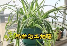 以钱串藤的吊兰花养殖指南（轻松掌握吊兰花养殖技巧，打造绿意盎然的家居空间）