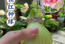以朱顶红开完花的管理技巧（掌握关键因素，让朱顶红绽放绚丽的花海）