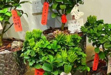 北方佛手盆栽的养殖技巧（打造繁茂健康的北方佛手盆栽，从养殖方法到病害防治全解析）