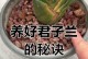 君子兰水多浇了怎么办？（应对君子兰过度浇水的方法和护理技巧）