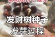 幼苗发财树种植指南（从选购到养护，打造富贵养生家居）