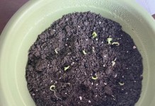 满天星种子发芽需要多长时间？（探秘满天星种子的发芽过程及影响因素）