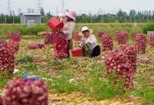 东北大蒜的收获季节（探秘东北大蒜的收获时间及相关知识）