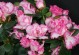 红鹰歌花卉养护指南（打造美丽花园的关键诀窍）