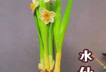 水仙花的栽培方法（水培与土培哪个更适合？——浅析水仙花的栽培技巧）