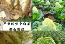 如何避免青菜烂心