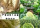 如何避免青菜烂心