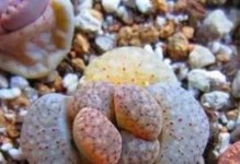 生石花的养护方法（春夏秋冬，浇水周期不同）