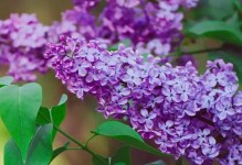 丁香花的成长之旅（从种子到绽放，丁香花的奇妙成长过程）