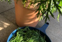 以玛格丽特怎么打顶（学习使用玛格丽特打顶工具的技巧与方法）