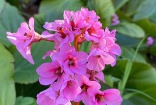 如何培养以岩白菜开花？（以岩白菜开花的方法和注意事项）