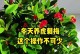 虎刺梅修剪的技巧与时机（打造健康繁茂的虎刺梅─）