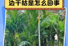 散尾葵叶子长白点的原因与处理方法（探寻散尾葵叶子长白点的成因，有效应对方法揭秘）