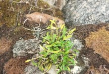 石芙栽培指南（打造美丽花园的石芙养护技巧）