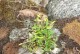 石芙栽培指南（打造美丽花园的石芙养护技巧）