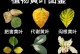 铁树施肥后黄叶怎么办？（解决铁树施肥后黄叶问题的实用方法）