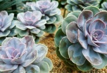 厚脸皮的叶子（揭示厚脸皮叶子的制作技巧和生存之道）