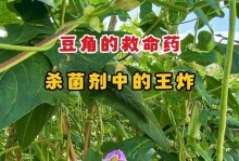 豆角炭疽病的防治方法（病因、症状及治疗方案，以及药物选择）