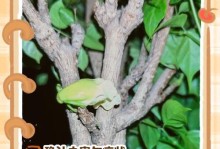 平安树生虫子了怎么治？（寻找合适的方法，拯救平安树）