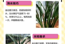 四季金边兰花养殖方法与注意事项（掌握养殖技巧，打造美丽花园）