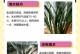 四季金边兰花养殖方法与注意事项（掌握养殖技巧，打造美丽花园）