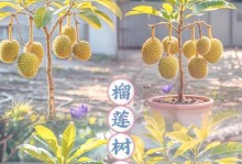 榴莲树生长的环境与条件（探究榴莲树最适合生长的气候、土壤和地理条件）