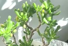 吸财树为何生长缓慢？（探索吸财树生长速度的奥秘）