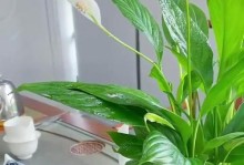 一帆风顺土养的浇水技巧（科学浇水，助力植物茁壮成长）